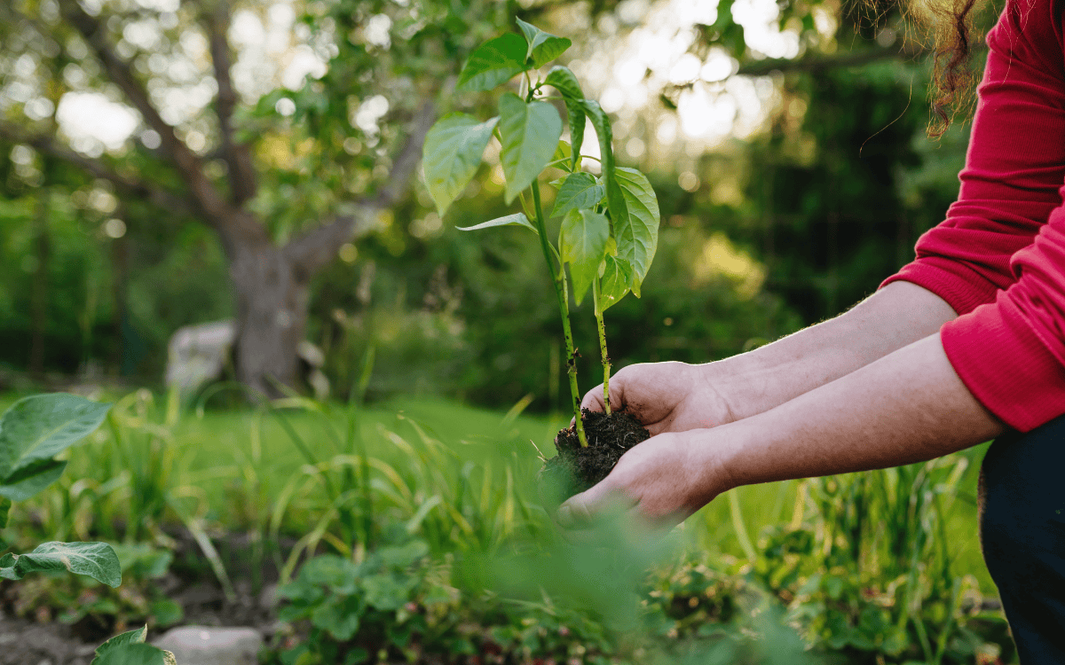 What to Plant This March in Tennessee